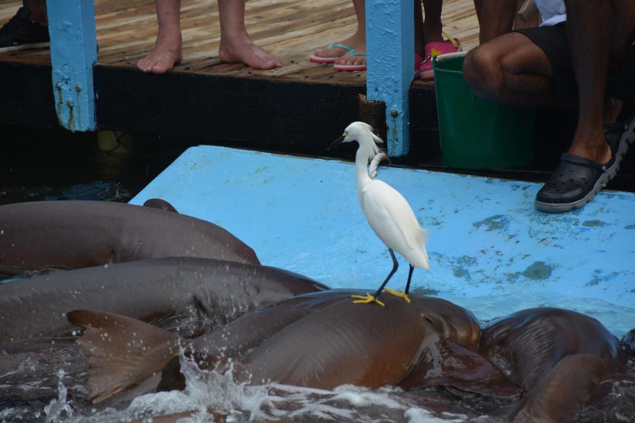 Bed & Breakfast Casa Eden - Oceanario Islas Del Rosario